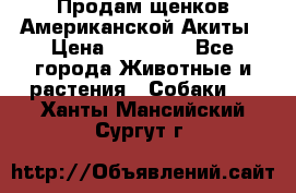 Продам щенков Американской Акиты › Цена ­ 25 000 - Все города Животные и растения » Собаки   . Ханты-Мансийский,Сургут г.